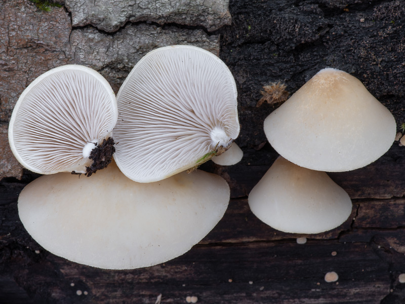 Crepidotus mollis